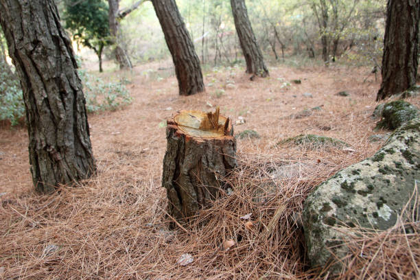 Best Root Management and Removal  in Monroeville, AL