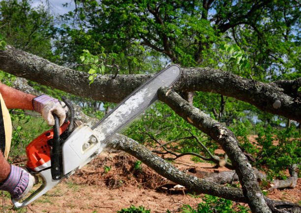 How Our Tree Care Process Works  in  Monroeville, AL